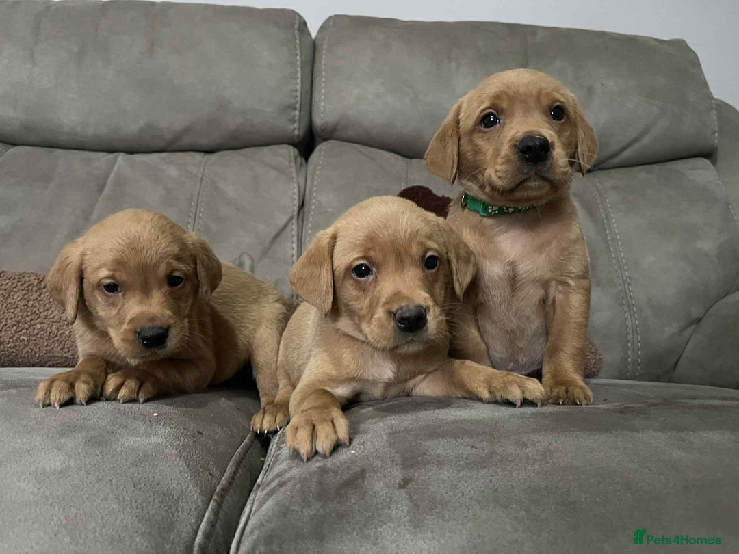 Labrador Retriever dogs for sale: Kc Fox Red Labs Ready Now  - Advert 9