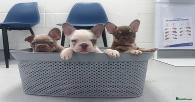 French Bulldog dogs - Advert 13