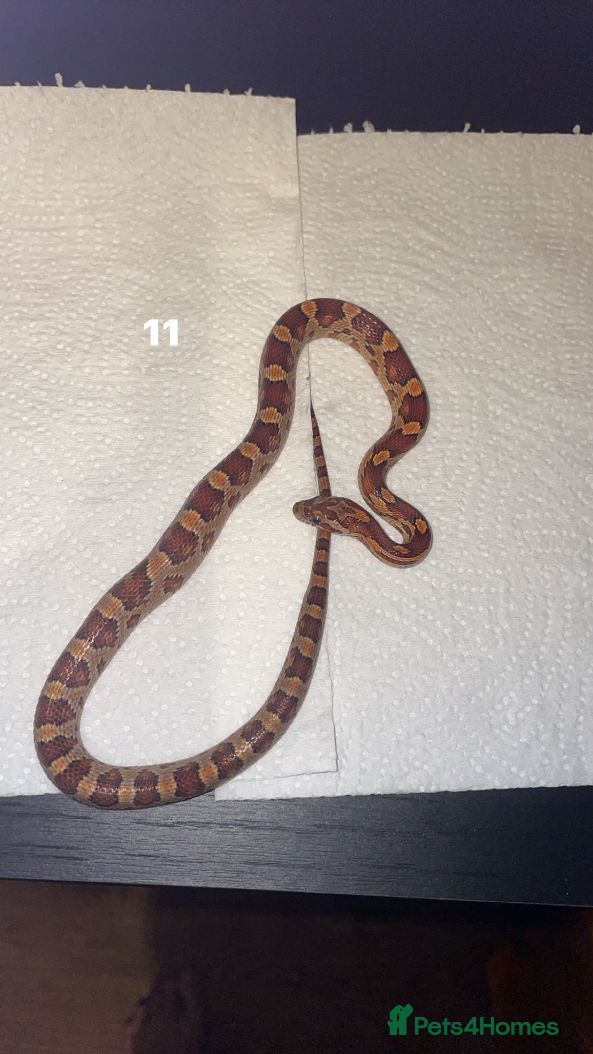 Corn Snake reptiles corn snakes needing good homes - Advert 11
