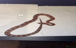 Corn Snake reptiles for sale: corn snakes needing good homes - Image 5