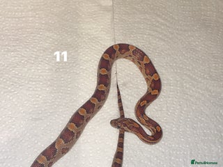 Corn Snake reptiles corn snakes needing good homes - Advert 11