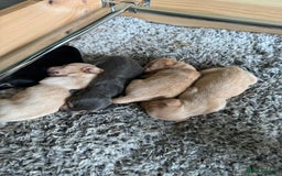 Miniature Dachshund dogs for stud: 🍦ALPHA mini cream pied🥧Smooth dachshund Proven! in Mexborough - Image 36