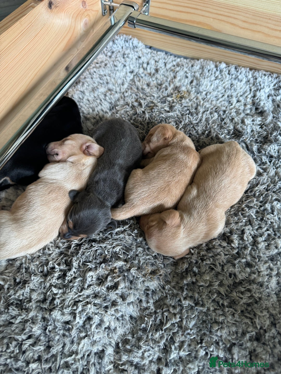 Miniature Dachshund dogs for stud: 🍦ALPHA mini cream pied🥧Smooth dachshund Proven! in Mexborough - Image 36