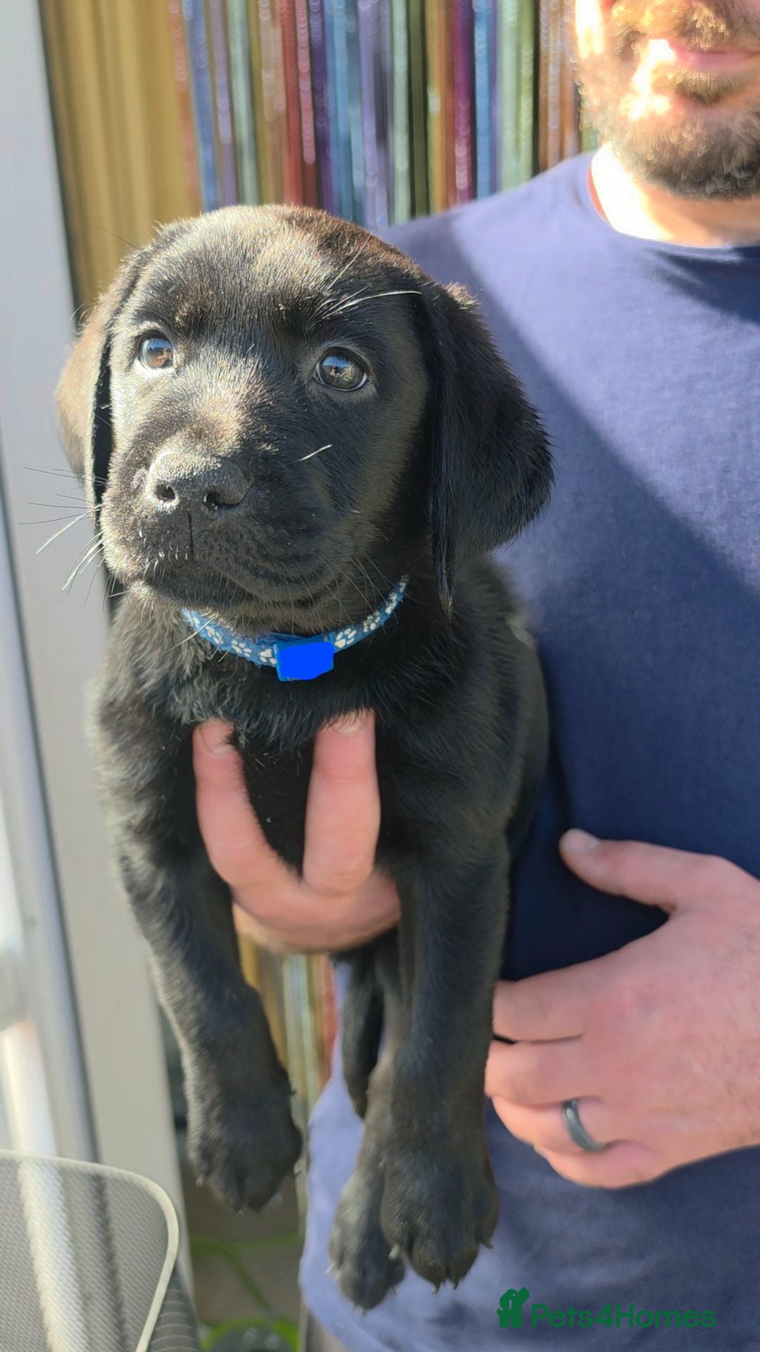 Labrador Retriever dogs READY FRIDAY ONE LEFT! Pedigree Labrador Puppies - Advert 1