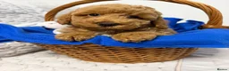 Cavapoo dogs for sale: Cavapoo F1b Puppies with Health Tested Parents - Advert 12