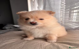 Pomeranian dogs for sale: 4 Beautiful puppies for Sale!!1 Boy and 3 Girls  - Image 2