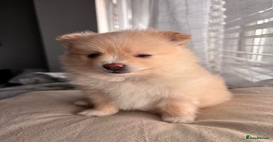 Pomeranian dogs - Advert 6