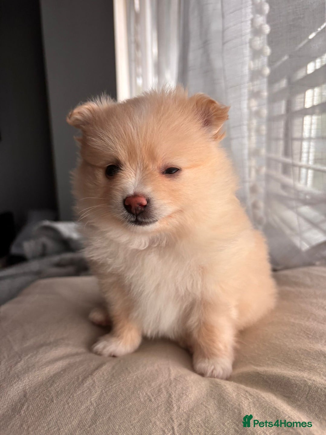 Pomeranian dogs for sale: 4 Beautiful puppies for Sale!!1 Boy and 3 Girls  - Image 2