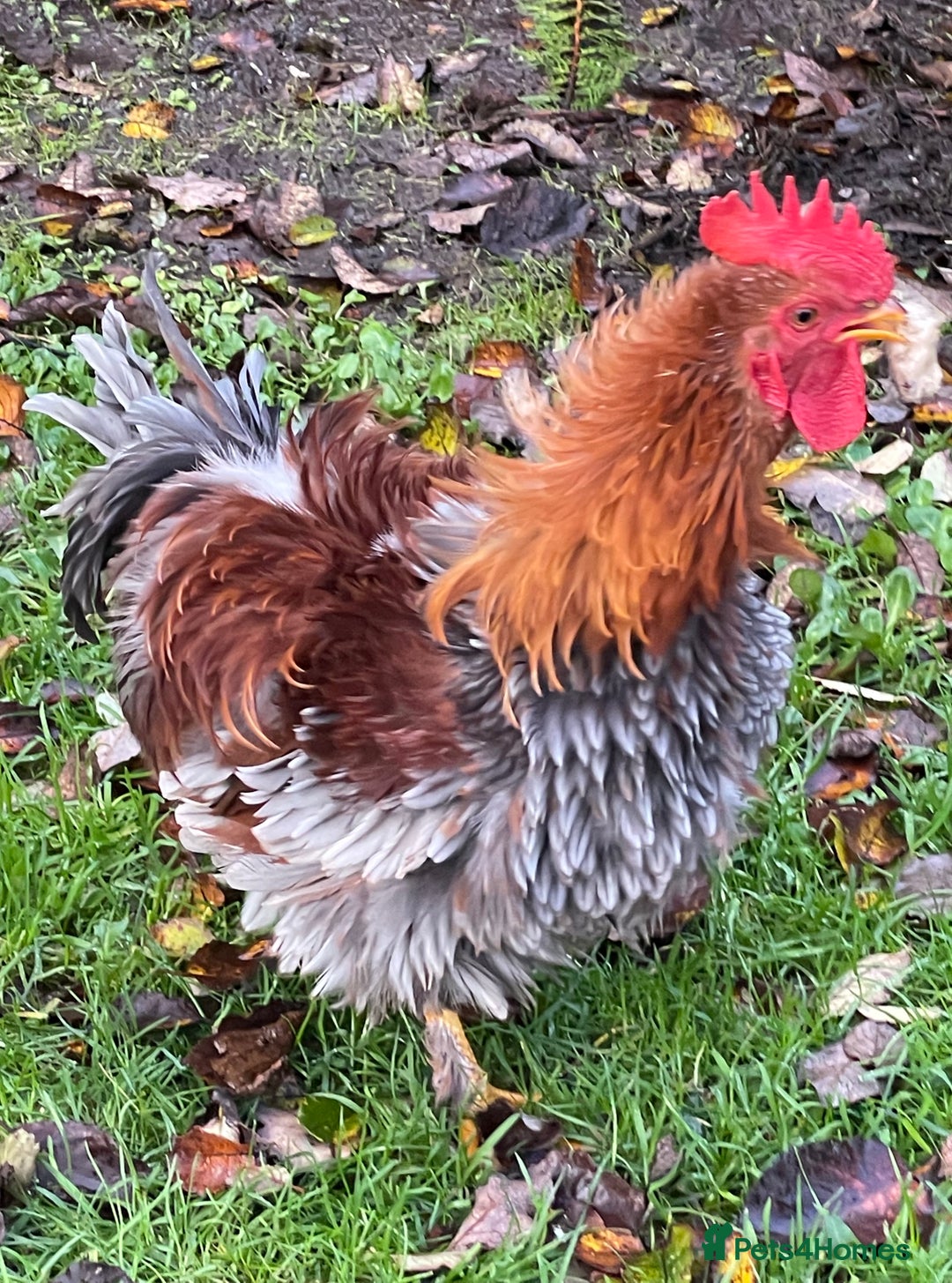 Chickens poultry for sale: 2 x 3 month old medium cockerels - Advert 5