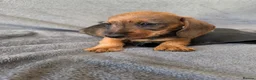 Miniature Dachshund dogs for sale: Beautiful wire miniature dachshund puppies 4 sale - Advert 38