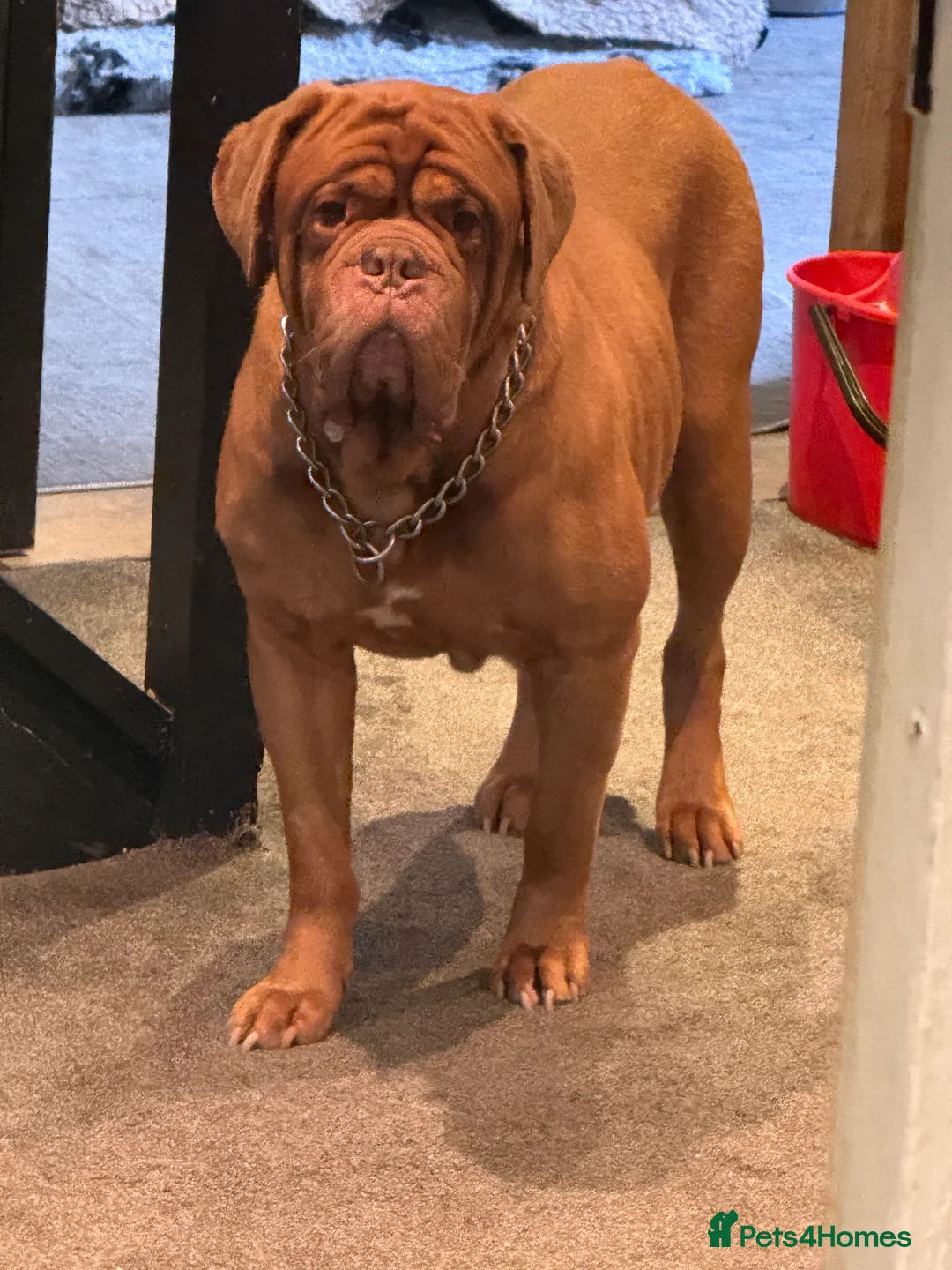 Dogue De Bordeaux dogs for sale: Absolute gentle giant Dogue de Bordeaux - Advert 4