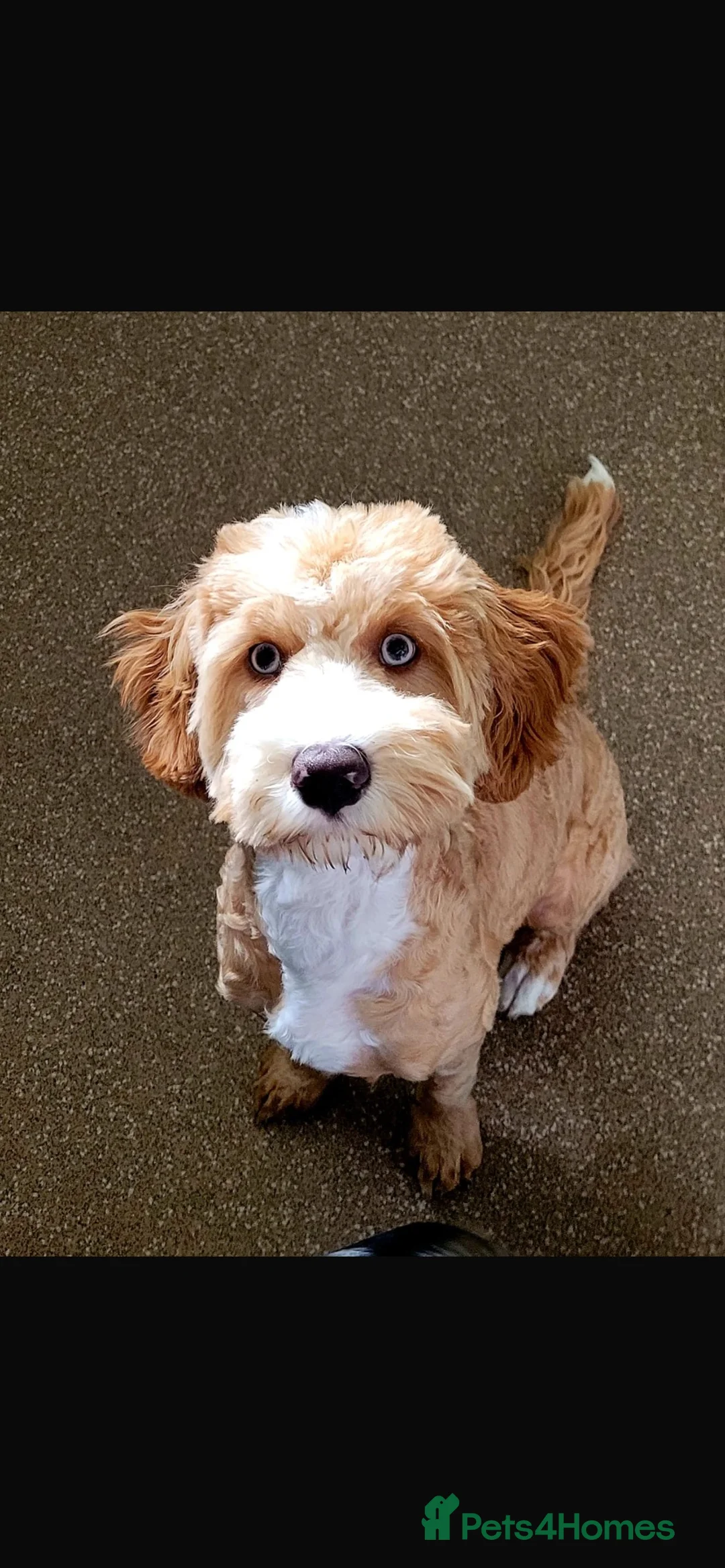 Cavapoo dogs for sale: Stunning blue eyed Cavapoo boy - Advert 2