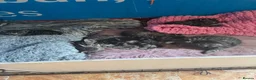 Bengal cats for sale: Rare Pedigree Zorro masked charcoal Bengal Kittens in Orpington - Advert 10