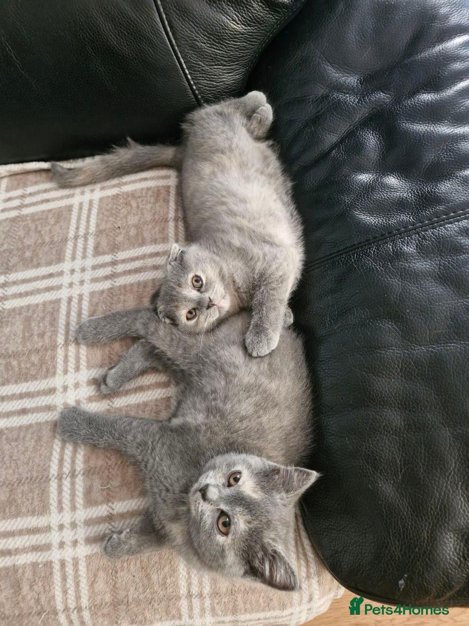 Scottish Fold cats Scottish straight female looking for a family - Advert 1