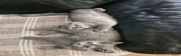 Scottish Fold cats for sale: Scottish straight kitten looking for a family - Advert 1