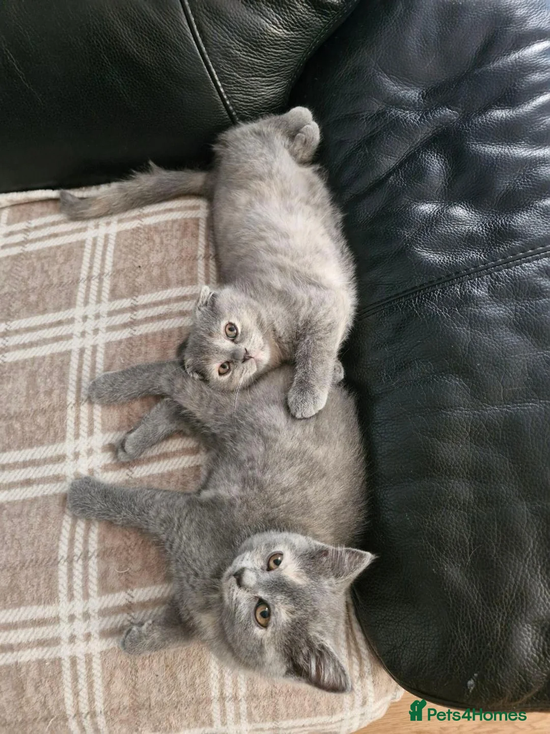 Scottish Fold cats for sale: Scottish straight kitten looking for a family - Advert 1