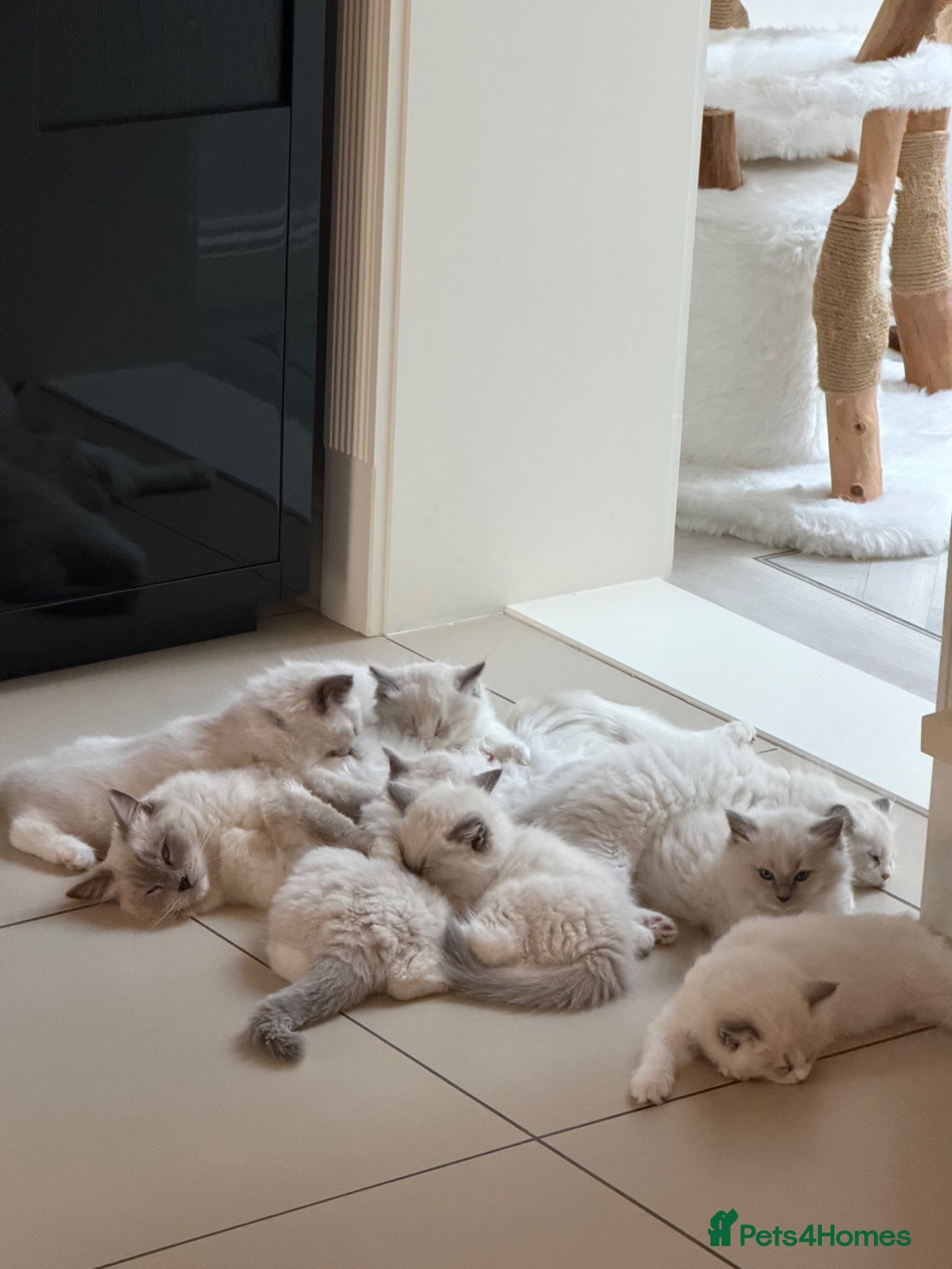 Ragdoll cats for sale: 💙 👑 The Alpha Collection | TICA Ragdolls 🧸 - Advert 1