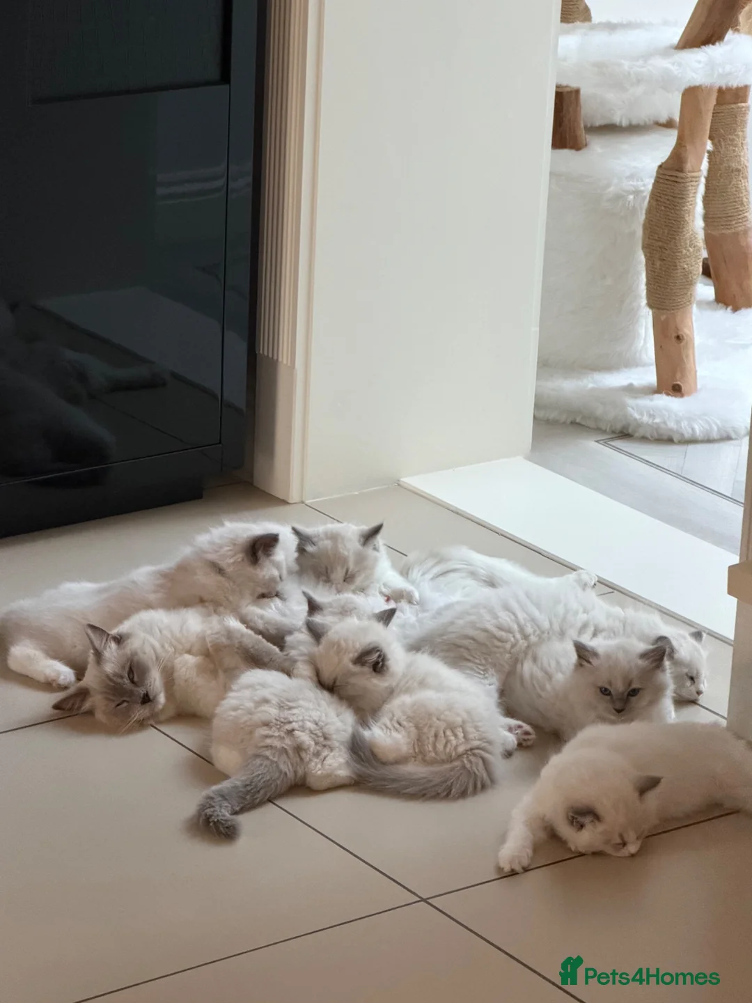 Ragdoll cats for sale: 💙 👑 The Alpha Collection | TICA Ragdolls 🧸 - Advert 1