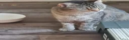 Mixed Breed cats for sale: For sale - Advert 1