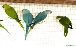 Ringnecks birds for sale: Beautiful coloured ringneck parrots for sale. - Image 11