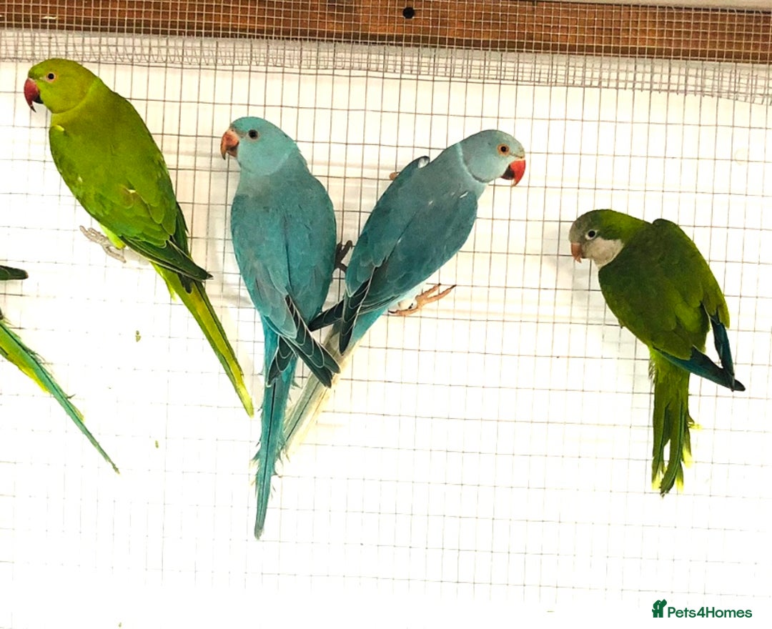 Ringnecks birds for sale: Beautiful coloured ringneck parrots for sale. - Image 11