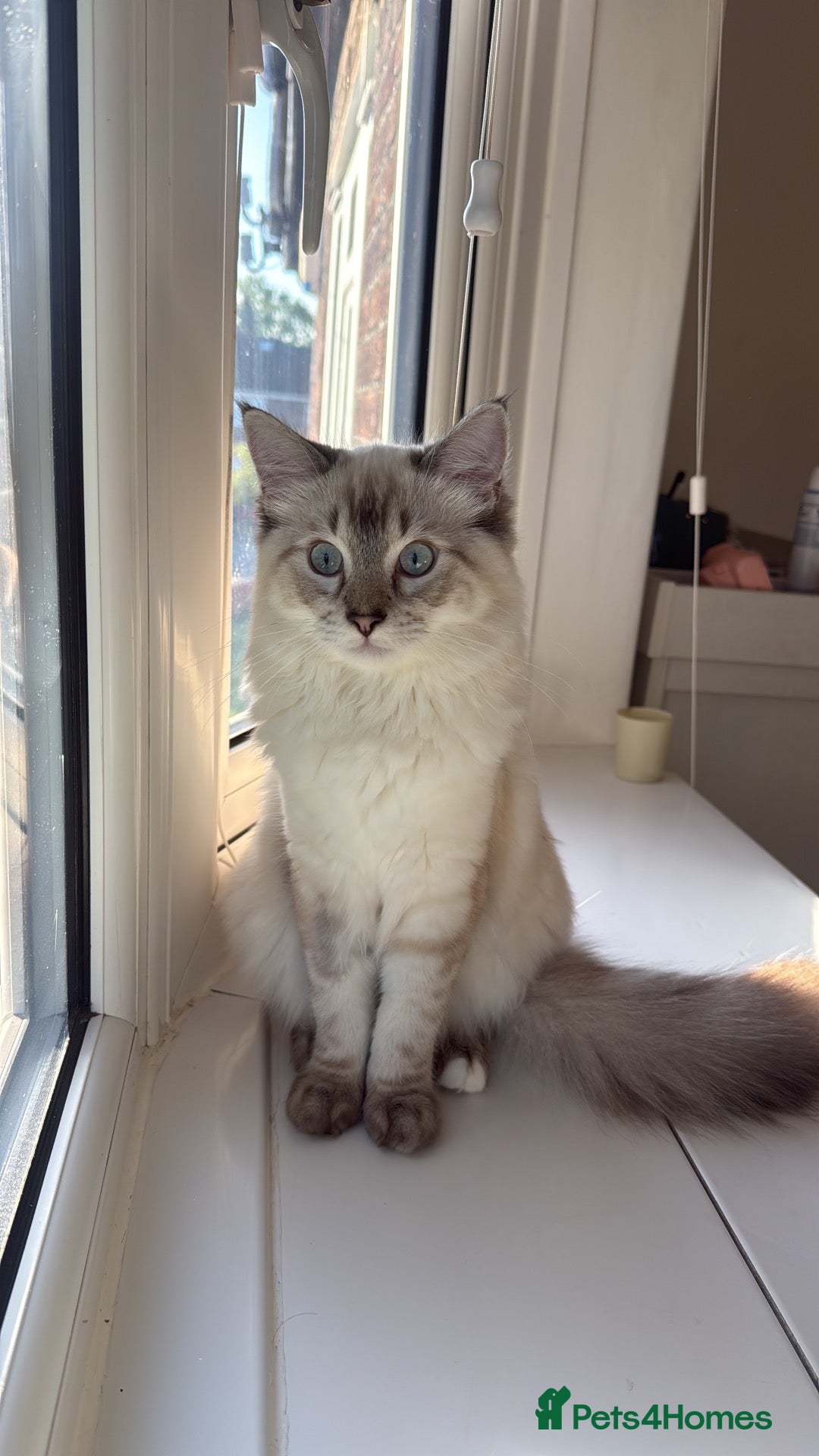 Ragdoll cats Ragdoll Male 6 months - Advert 1