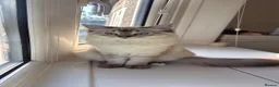 Ragdoll cats for sale: Ragdoll Male 6 months in Manchester - Advert 1