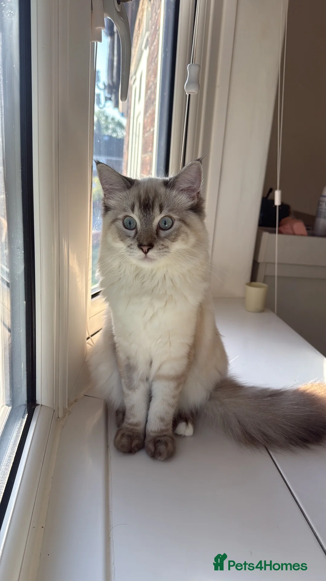 Ragdoll cats for sale: Ragdoll Male 6 months in Manchester - Advert 1