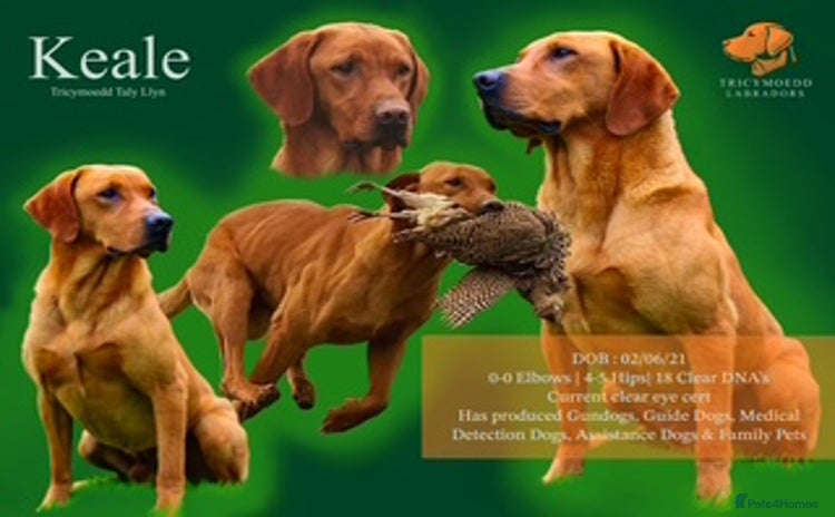 Labrador Retriever dogs - Advert 1