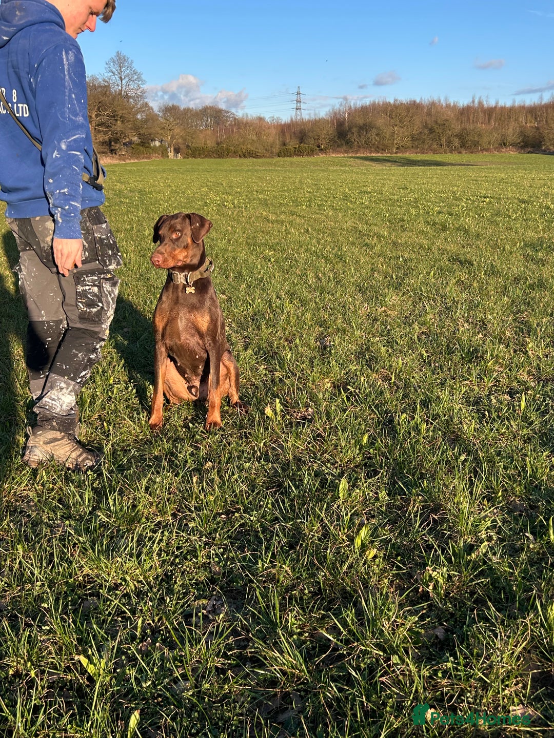 Dobermann dogs for stud: Doberman STUD available  - Advert 4