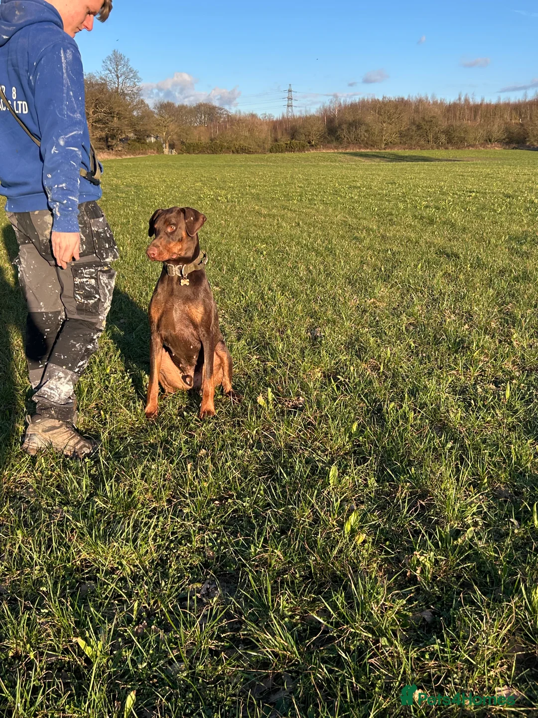 Dobermann dogs for stud: Doberman STUD available  - Advert 4