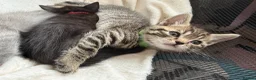 British Shorthair cats for sale: British Shorthair  - Advert 7