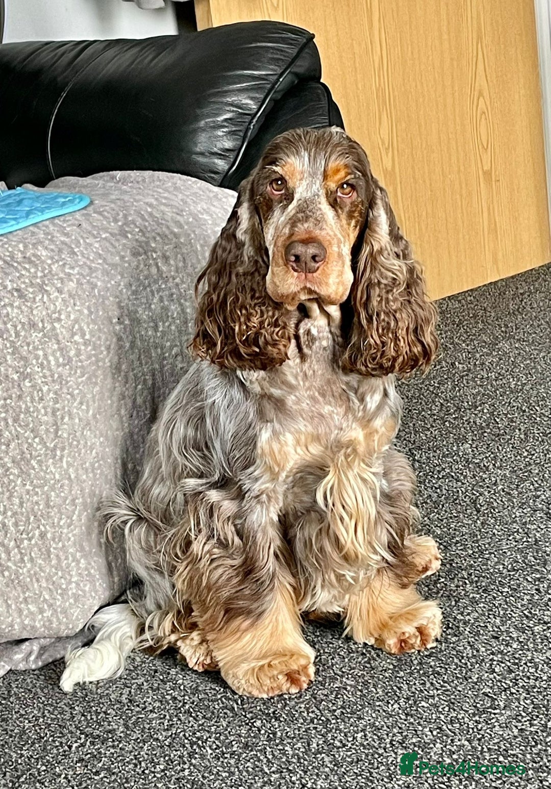 Cocker Spaniel dogs for sale: Kc show type puppies  - Advert 4