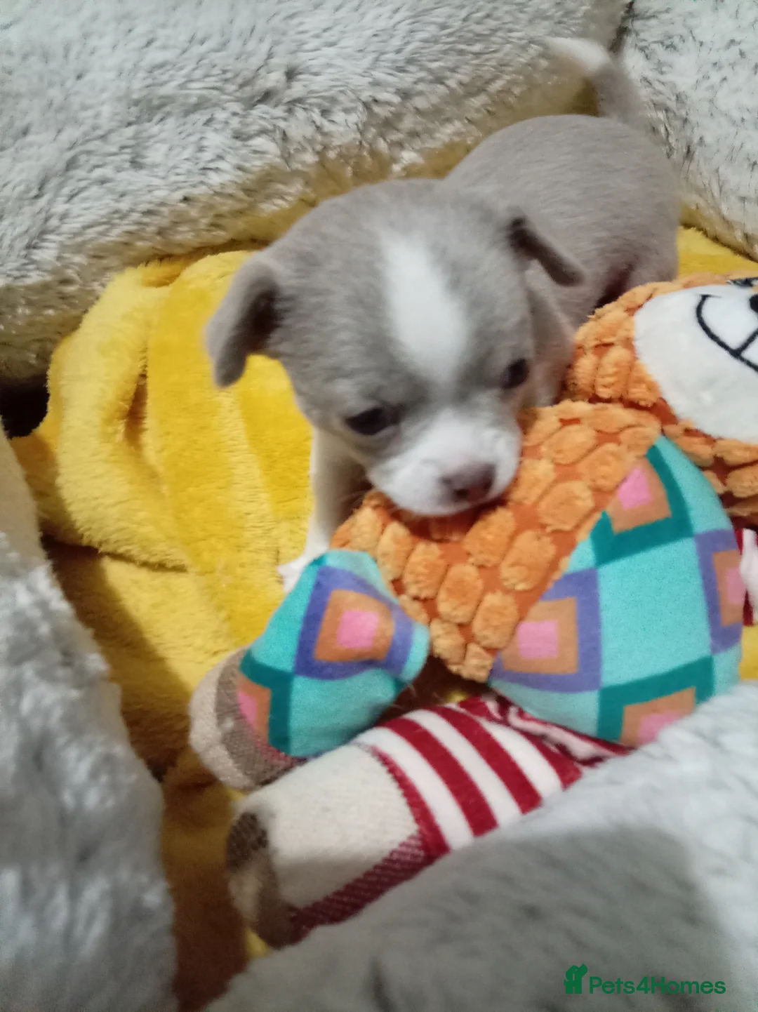 Chihuahua dogs for sale: Chihuahua puppies both reserved now - Advert 13