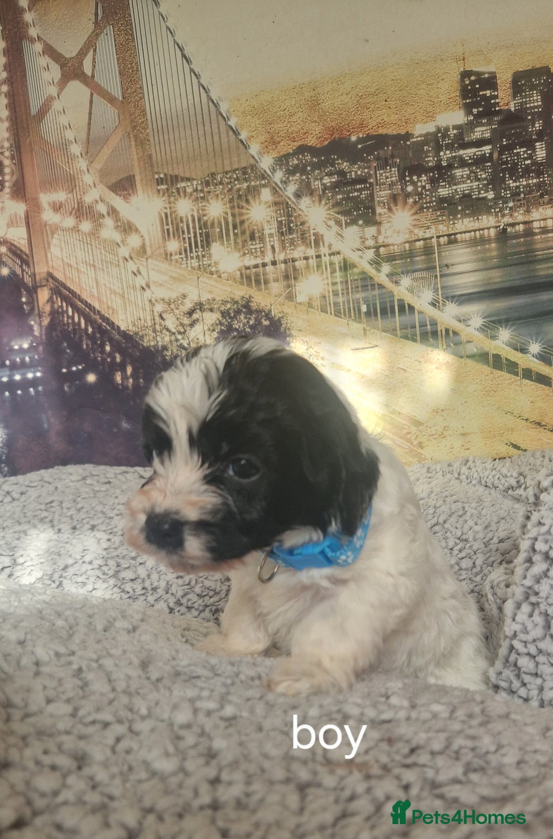 Cockapoo dogs for sale: 4 outstanding cockerpoos  - Image 8