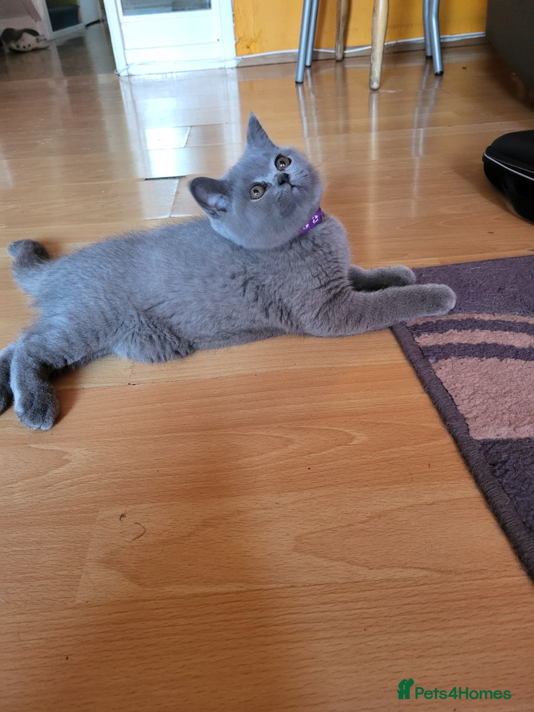 Scottish Fold cats for sale: Beautiful Female Scottish Straight Kitten - Image 4