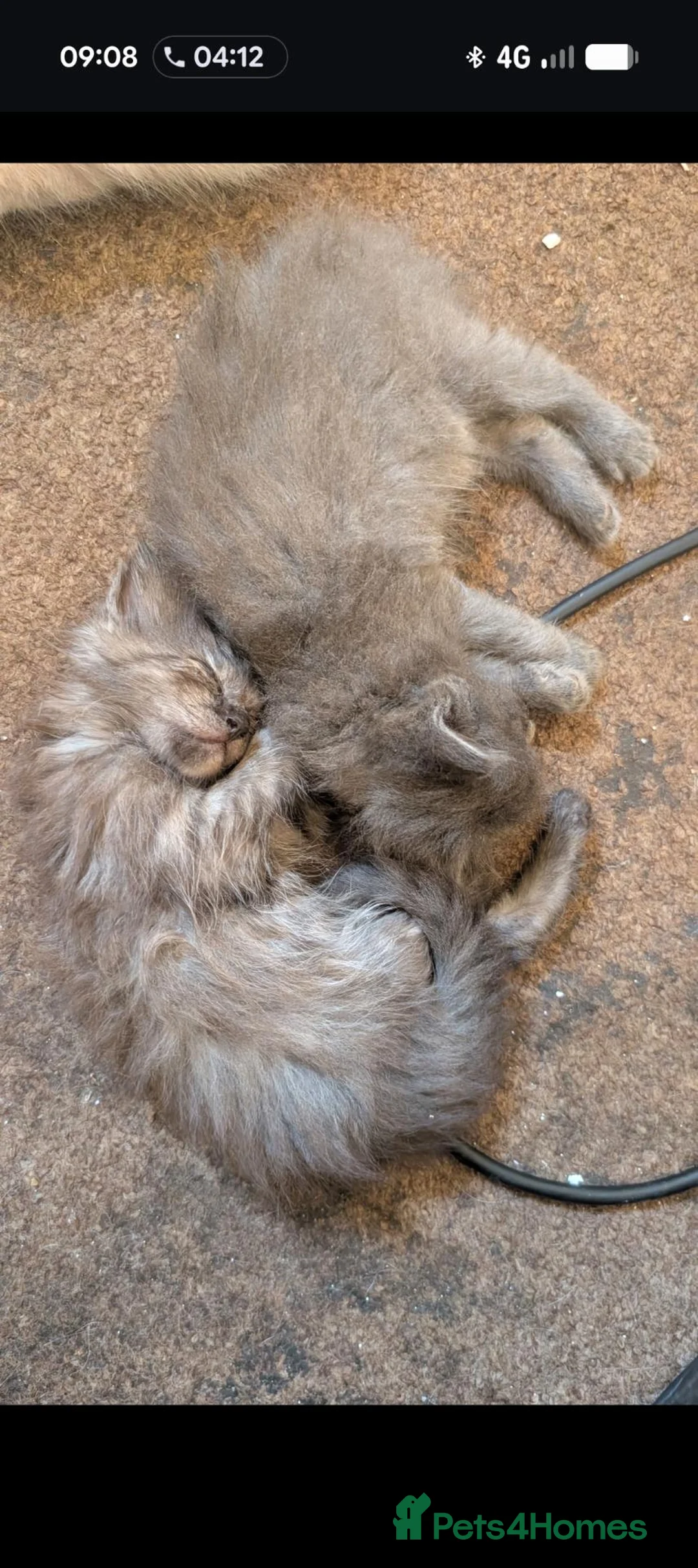 Mixed Breed cats for sale: 3 gorgeous ragdoll cross Norwegian forest cat - Advert 6