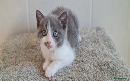 British Shorthair cats for sale: British Blue shorthair, Lilac, Colorpoint Kittens - Image 9
