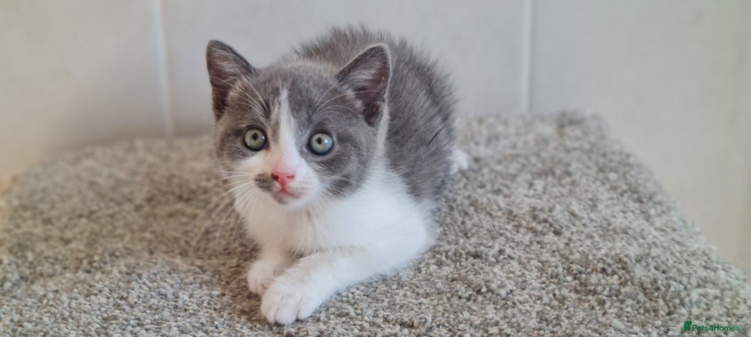 British Shorthair cats for sale: British Blue shorthair, Lilac, Colorpoint Kittens - Image 9