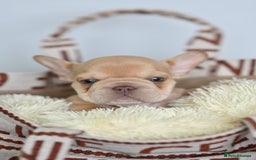French Bulldog dogs for sale: Fluffy French Bulldogs/DNA Tested Parents  - Image 6