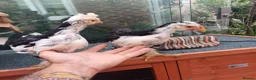 Chickens poultry for sale: Chickens, Ducks & Baby Chicks for Sale! 🐔🦆🐥   - Advert 7