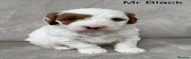 Australian Labradoodle 1