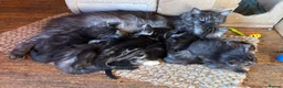 Ragdoll cats for sale: Kittens for sale - Advert 15