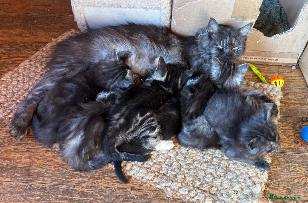 Ragdoll cats for sale: Kittens for sale - Advert 15