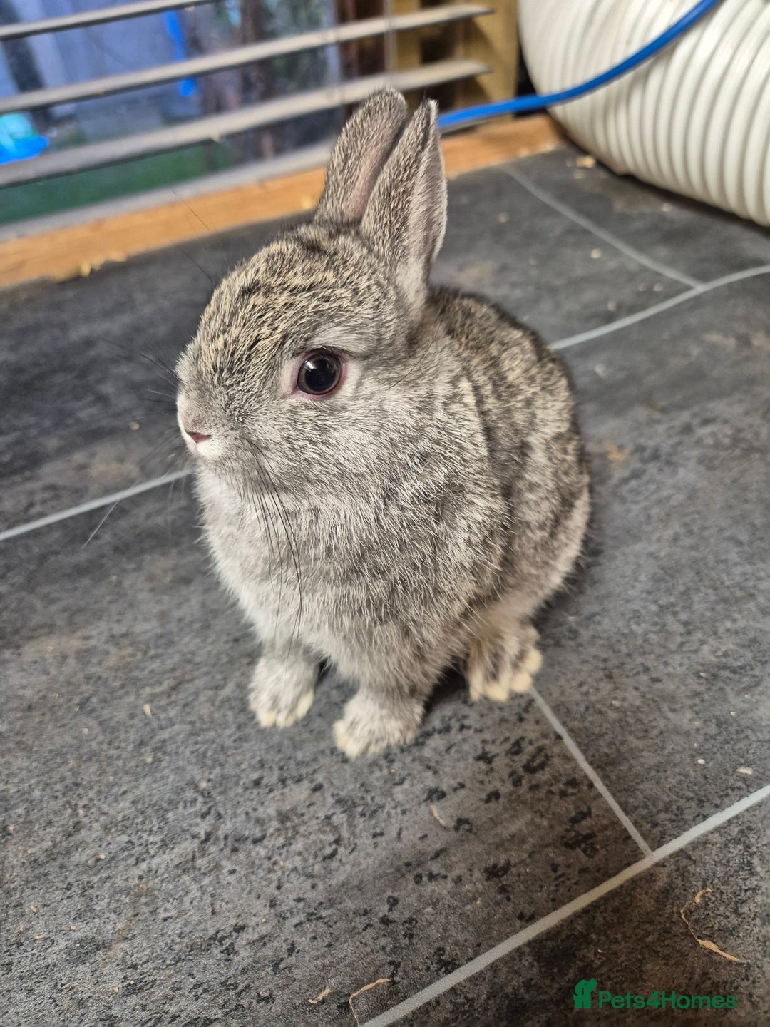 Netherland Dwarf rabbits for sale: Baby Netherland dwarf rabbits  - Image 4
