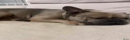 French Bulldog dogs for sale: 6 year old french bulldog  - Advert 2