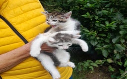 Mixed Breed cats for sale: Farm Bred Kittens  - Image 1