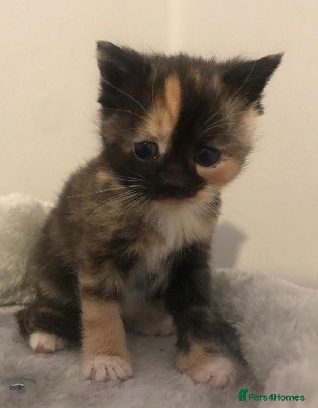 Mixed Breed cats for sale: Adorable half rag doll kittens  - Advert 5