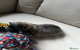 Pomeranian dogs for sale: Gorgeous Pomeranian Puppies, 2 Boys and Two Girls - Image 10