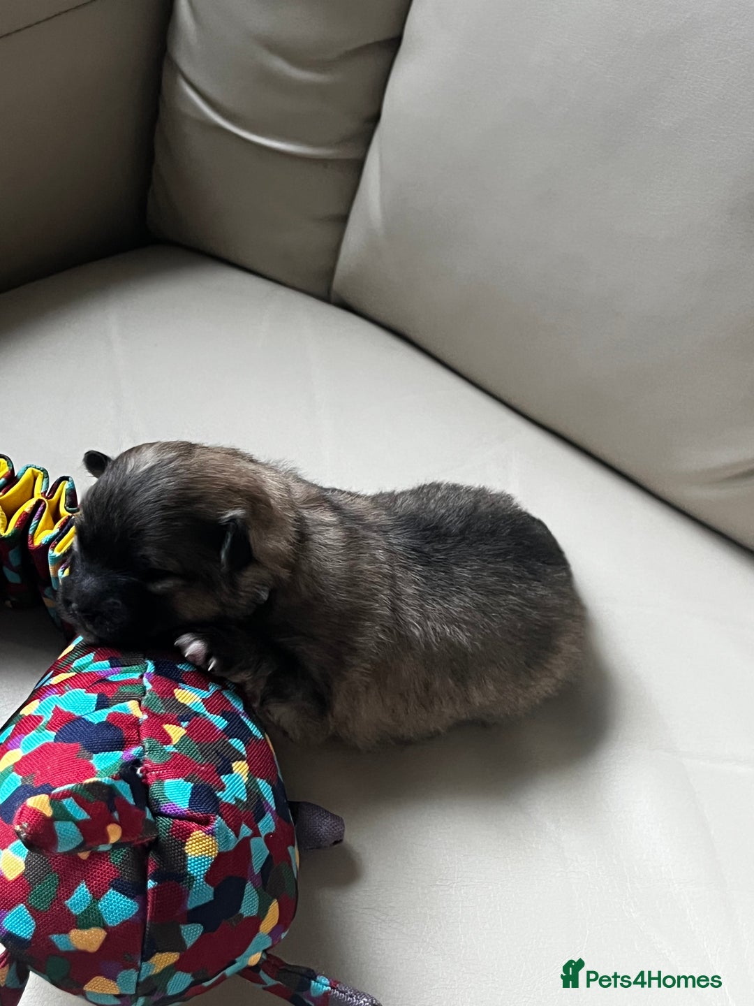 Pomeranian dogs for sale: Gorgeous Pomeranian Puppies, 2 Boys and Two Girls - Image 10